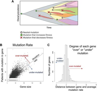 Evolutionary selection identifies critical immune-relevant genes in lung cancer subtypes